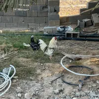 مرغ و خروس محلی