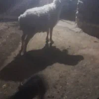 میش خوب|حیوانات مزرعه|سیدان, |دیوار