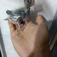 جوجه طوطی برزیلی و عروس هلندی|پرنده|تهران, سبلان (لشگر)|دیوار