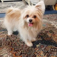 واگذاری پامرین زیر قیمت به علت مهاجرت