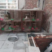 قفس فنی محکم درجه یک جفت گا