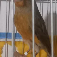 فروش قناری2/800تومان