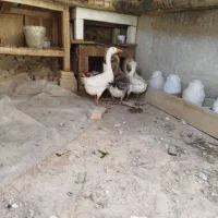 فروش غاز محلی و قو|حیوانات مزرعه|مهاباد (آذربایجان غربی), |دیوار