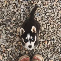 توله هاسکی سیبرین