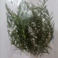رزماری تازه
