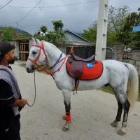 فروش فوری اسب نریون