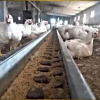 اجاره مرغداری گوشتی