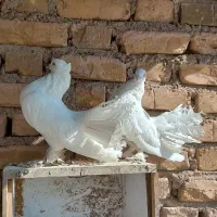 نرو ماده فانتایل آمریکایی|پرنده|اردکان, |دیوار