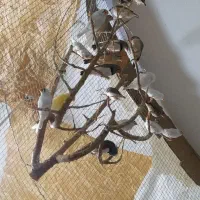 فنچ|پرنده|کبودرآهنگ, |دیوار