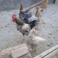 مرغ
