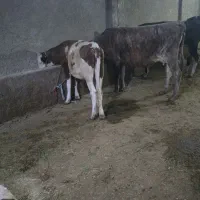 یک گاو با گوساله ماده روزی ۱۲کیلوشیردارد