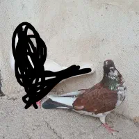 کبوتر|پرنده|رشت, دیانتی|دیوار