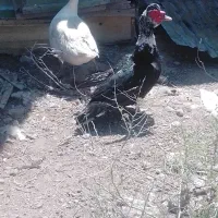 اردک روسی نر