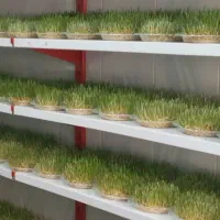 سبزه عید|گل و گیاه طبیعی|رشت, فرزانه|دیوار