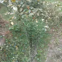 گل کاکتوس|گل و گیاه طبیعی|کردکوی, |دیوار