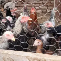 مرغ و خروس|پرنده|کبودرآهنگ, |دیوار