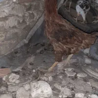 مرغ|حیوانات مزرعه|فاضل آباد, |دیوار