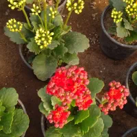 گل کالانکوا