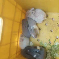 خرگوش لوپ همه رنگ موجودشد