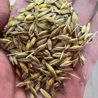 محصولات دامی ،ذرت ،جو ،