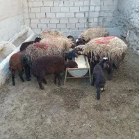 گوسفند با بره