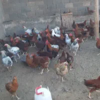 مرغ خروس|حیوانات مزرعه|باشتین, |دیوار