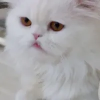 واگذاری گربه ی پرشین