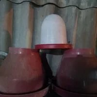 آبخوری ودانه خوری بلدرچین