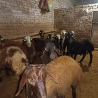 بره نر پا پروار