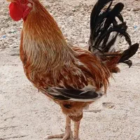 خروس (نر گپه)