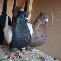 کفتر. بهبونی