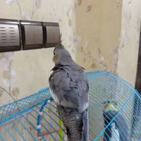 یه جفت عروس هلندی|پرنده|اطاقور, |دیوار