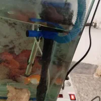 اکواریوم|ماهی|سقز, |دیوار