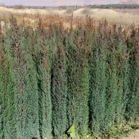 سرو ناز ازگیل