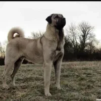 این سگ گمشده یا دزدیده شده