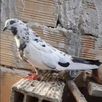 کفتر کبوتر ماده گرفتنی