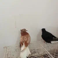 کبوتر ذاغ دم سفیدنر سه عدد سرور دم سفید ماده|پرنده|آزادشهر, |دیوار