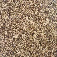 کرم سوپرورم و میلورم خشک و زنده|خزنده|رشت, کوی حسینی|دیوار