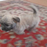 توله تریر فلت|سگ|اصفهان, عمان سامانی|دیوار