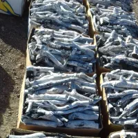 ذغال پسته قلم