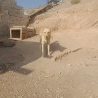 ..‌.سگ نگهبان