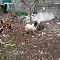 حیوانات محلی