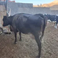 گاو شیری فروشی ۲۸کیلو شیر|حیوانات مزرعه|دلیجان, |دیوار