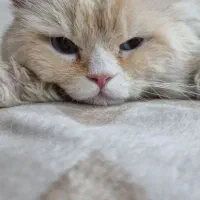 گربه ی بریتیش چشم اقیانوسی اصیل