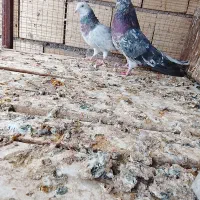 کفتر سور
