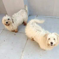 واگذاری پاکوتا پشمالو|سگ|رشت, منظریه|دیوار