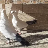 پرنده|پرنده|مشهد, شهرک مطهری|دیوار