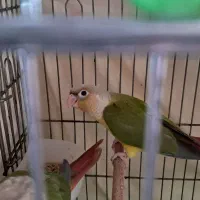 طوطی گرینچک آناناسی