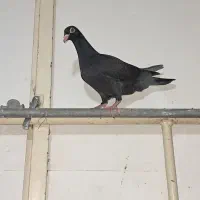 سرخ کاکلی بینظیر|پرنده|اقبالیه, |دیوار