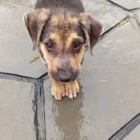 واگذاری سگ ماده|سگ|نوشهر, |دیوار